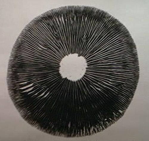 Buy Magic Mushroom spore print