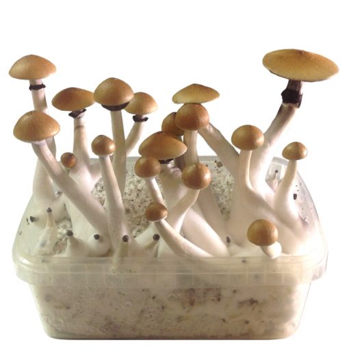 https://kandyfardreams.com/product/buy-magic-mushroom-grow-kit/