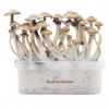 Magic mushroom grow kit McKennaii XP