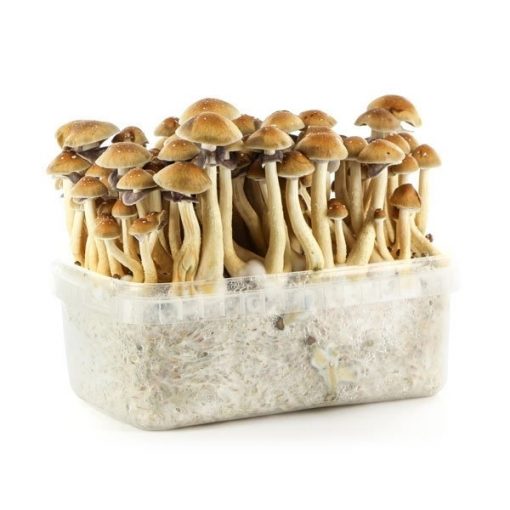 Buy Magic Mushroom Grow kits