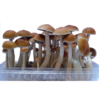 strongest mushroom grow kit