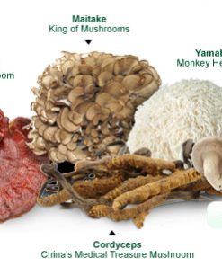Mushroom Extract / vial