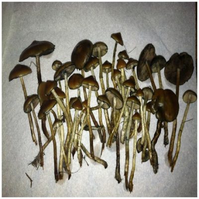 buy psilocybe azurescens with bitcoin online