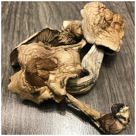 mushrooms psilocybe mexicana