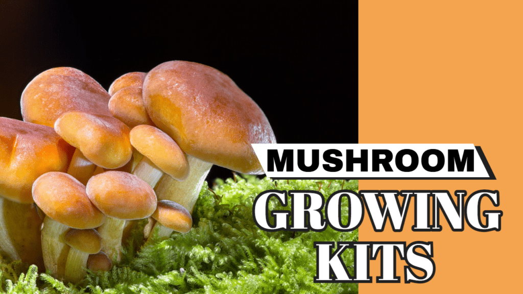psychedelic mushroom growing kit usa. magic mushroom strain