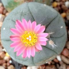 3 L.Fricii cactus plants 3 to 4 cm diameter with phytosanitary document