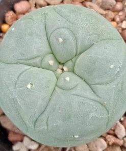L.Diffusa cv Koike plant 3.5 to 4 cm diameter