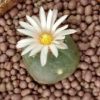 peyote cactus buy L.alberto-vojtechii, KSM 762 San Luis Potosi