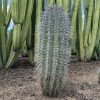 saguaro cactus for sale