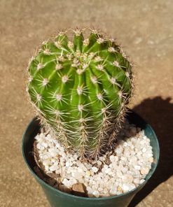 Argentine Giant Cactus – Echinopsis candicans