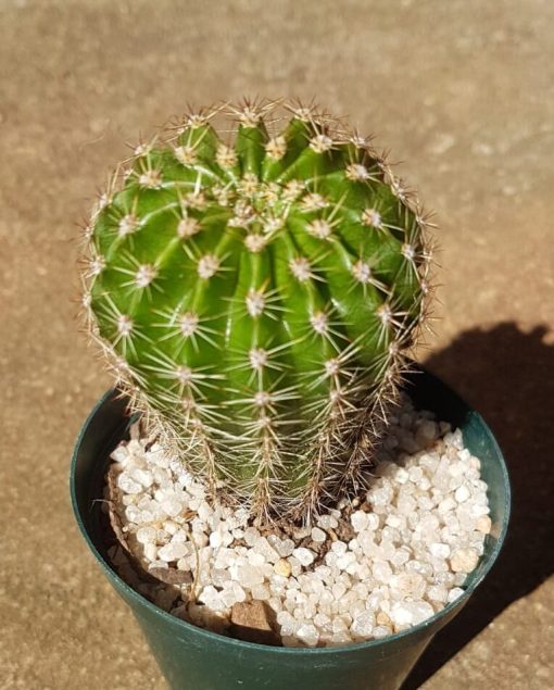 Argentine Giant Cactus – Echinopsis candicans