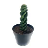 spiral cactus for sale