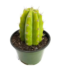 Echinopsis pachanoi cactus