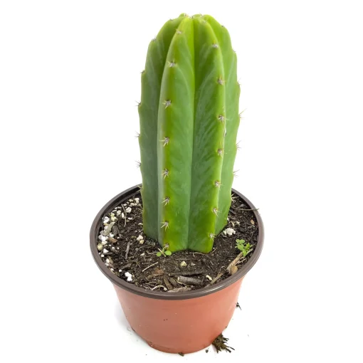 san pedro cactus high