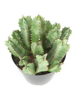moroccan mound cactus for sale