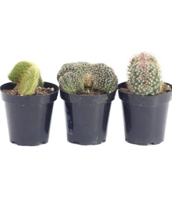 crested cactus for sale