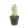euphorbia ammak variegata for sale