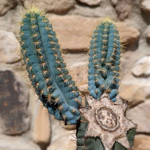 blue torch cactus for sale