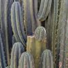 bolivian torch cactus for sale