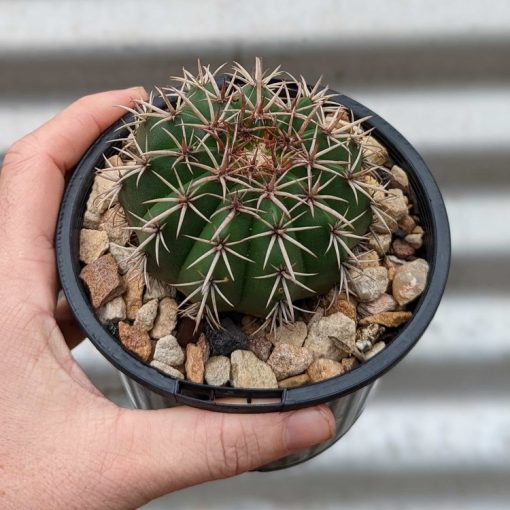 dwarf cactus