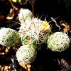 Thimble Cactus